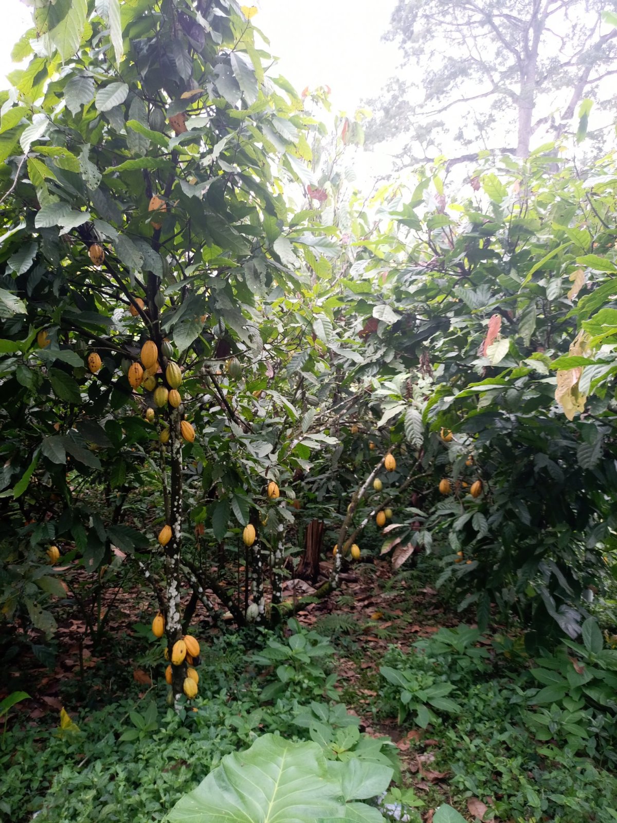 Regenerative thinking is about creating systems that work in harmony with nature. It's about understanding that we are not separate from the environment, but an integral part of it. Regenerative practice like agroforestry is an examples of how we can work for sustainable future.