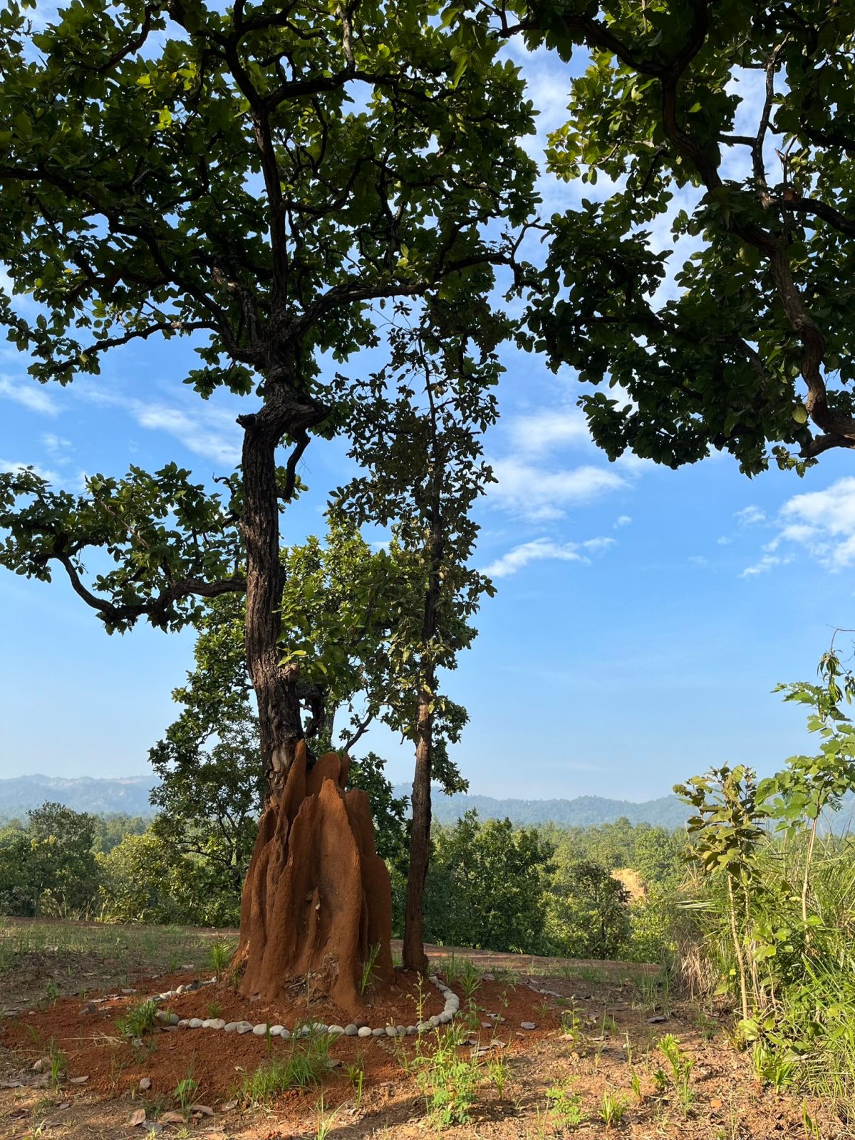 Sal tree with a termite mound.