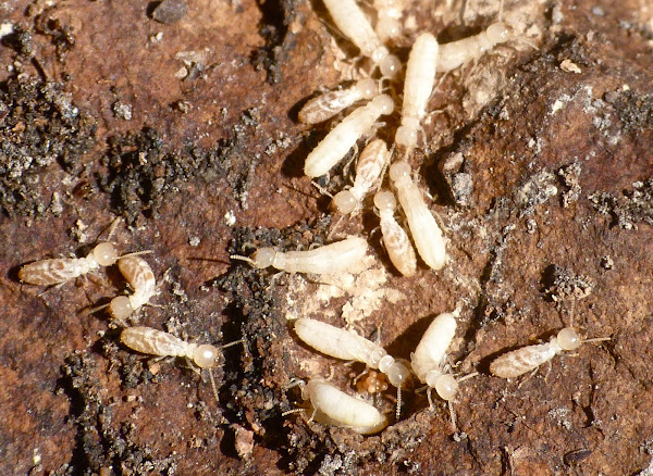 Termites have been used as a biological pointer to assess soil quality and fertility. This is because they play a key part in soil transportation, methanogenesis, nitrogen fixation, acetogenesis, and nutrient circulation, thus improving the soil water content, pH, porosity, and organic carbon content. 