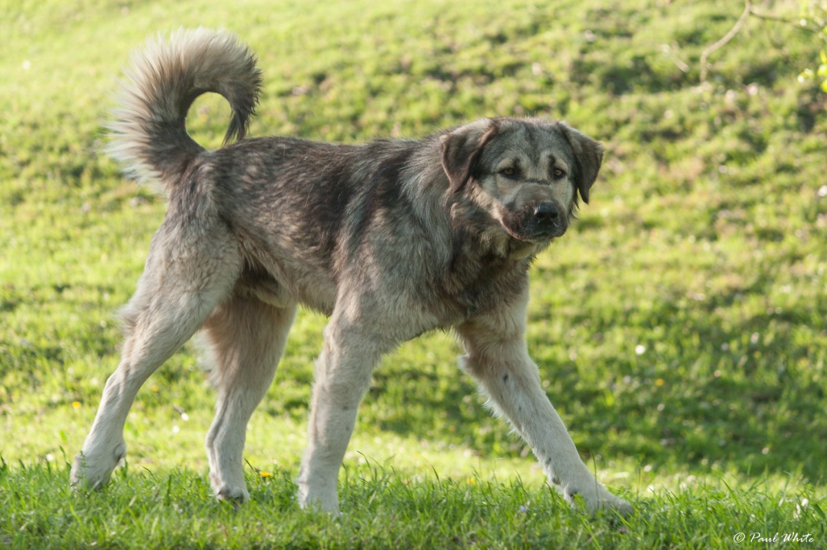 Gradi Dog Dogs – Raincentre's Blog